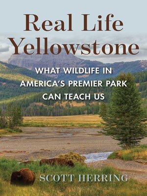 cover image of Real Life Yellowstone